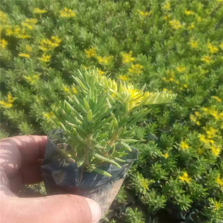 草花批发 三七景天苗 苗圃基地批发 三七景天基地