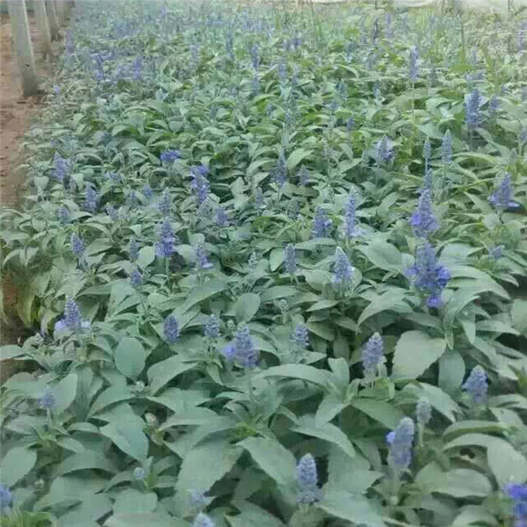青州草花种植基地 鼠尾草 大量批发 鼠尾草批发