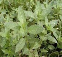 梓熙  美国薄荷供应商  淡紫红色，叶芳香