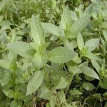 梓熙  美国薄荷供应商  淡紫红色，叶芳香