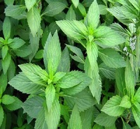 梓熙  美国薄荷小苗批发市场  轮伞花序密集多花