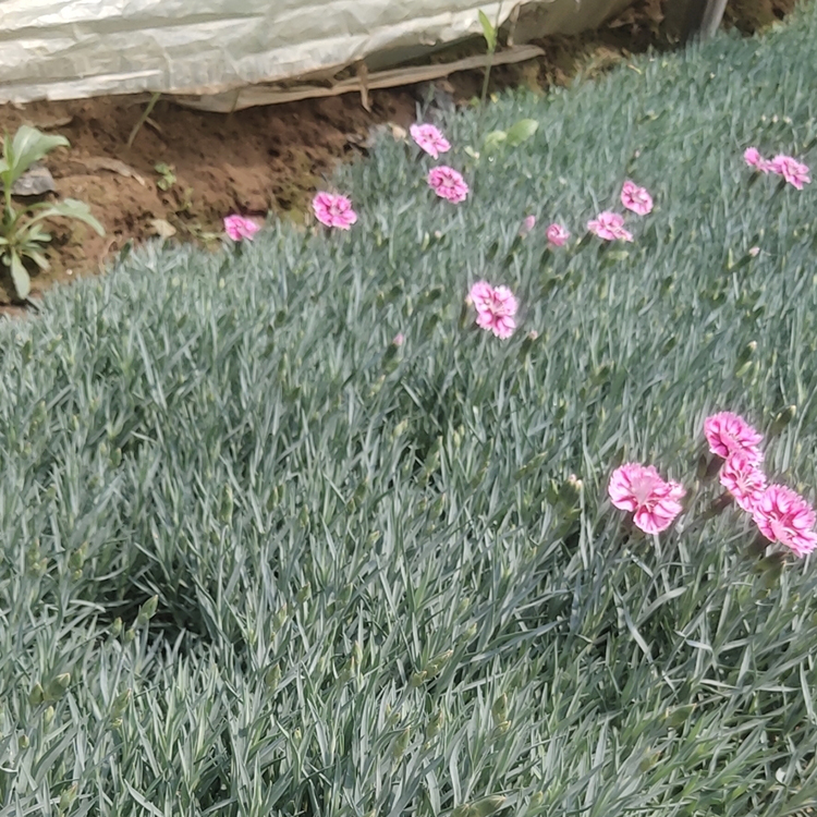 彩虹石竹种植基地 量大优惠 青州彩虹石竹