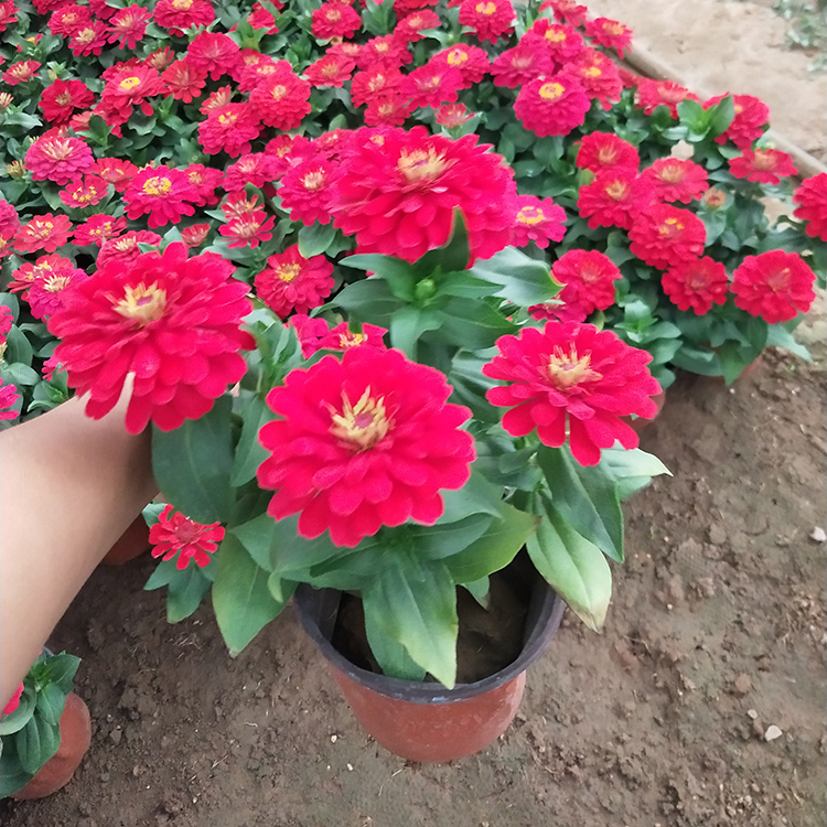 基地种植 百日草 百日草供货商 开花草花批发
