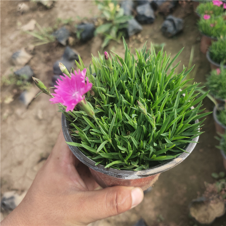 价格实惠 欧石竹小苗 青州欧石竹种植基地