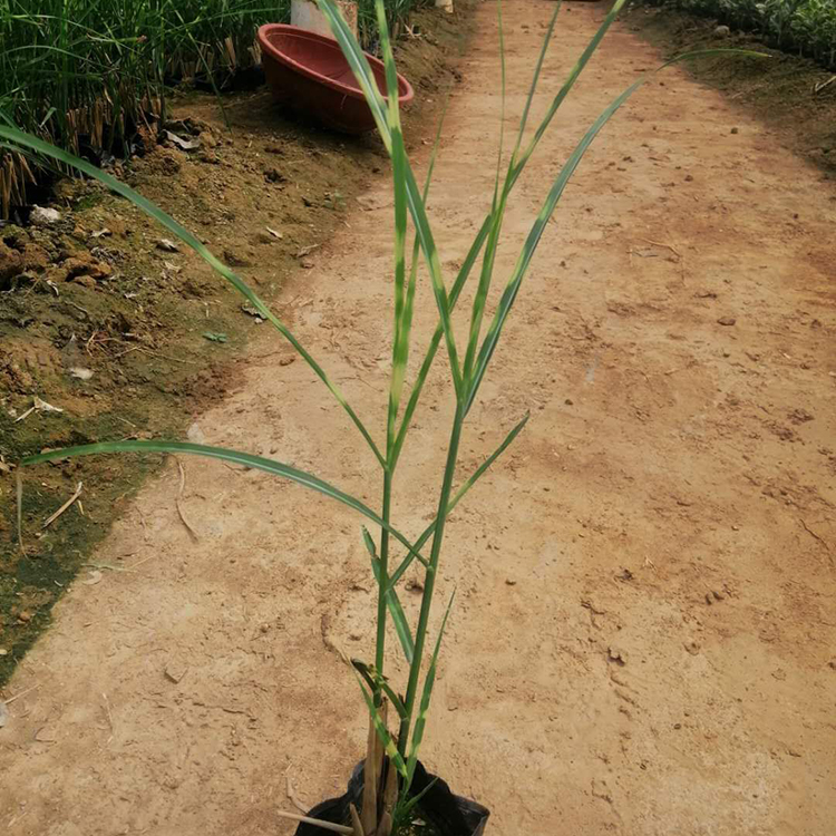 斑叶芒杯苗 采购基地 斑叶芒直销 山东观赏草