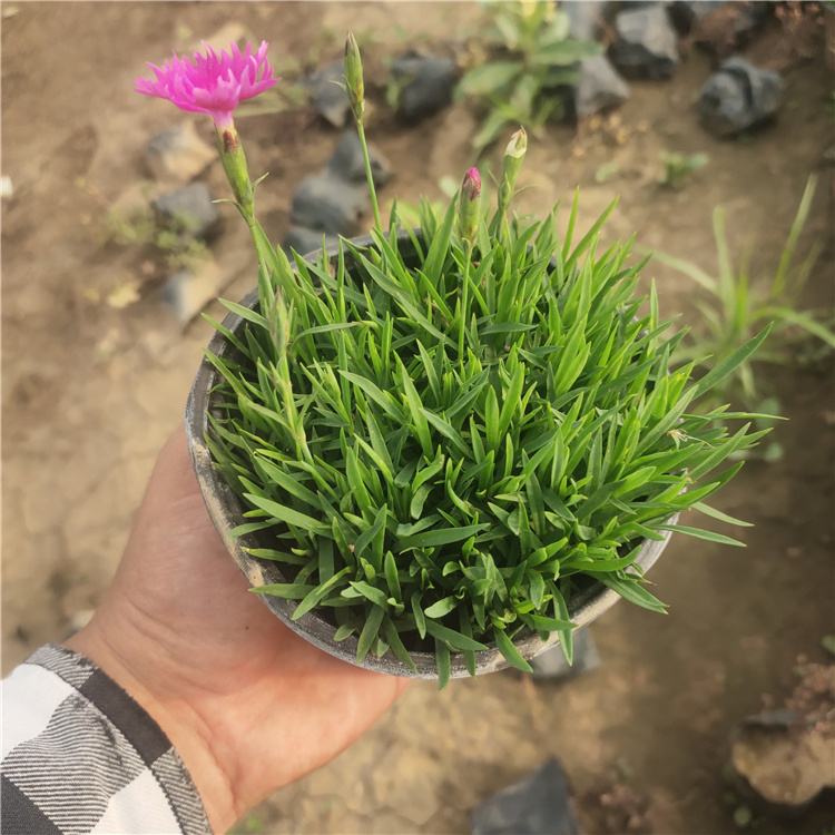 欧石竹培育 山东欧石竹 庭院花卉