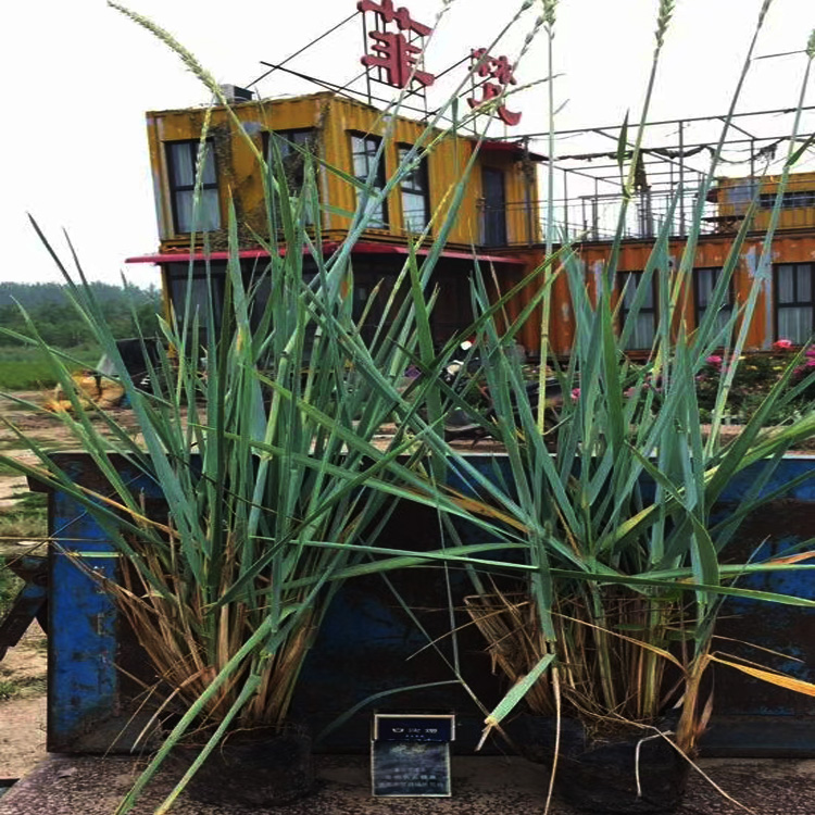 供应蓝冰麦  蓝冰麦批发 蓝冰麦供货商 青州观赏草基地