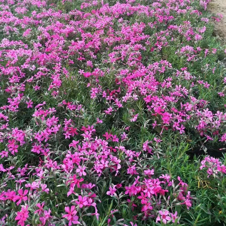 丛生福禄考基地 物美价廉 山东丛生福禄考