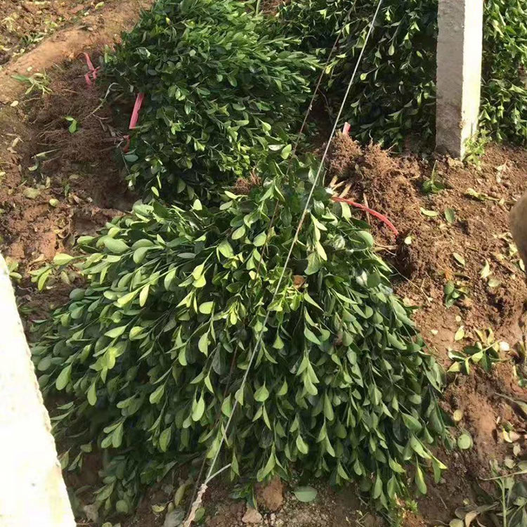 移栽易成活的大叶黄杨苗批发 规格多 价格优