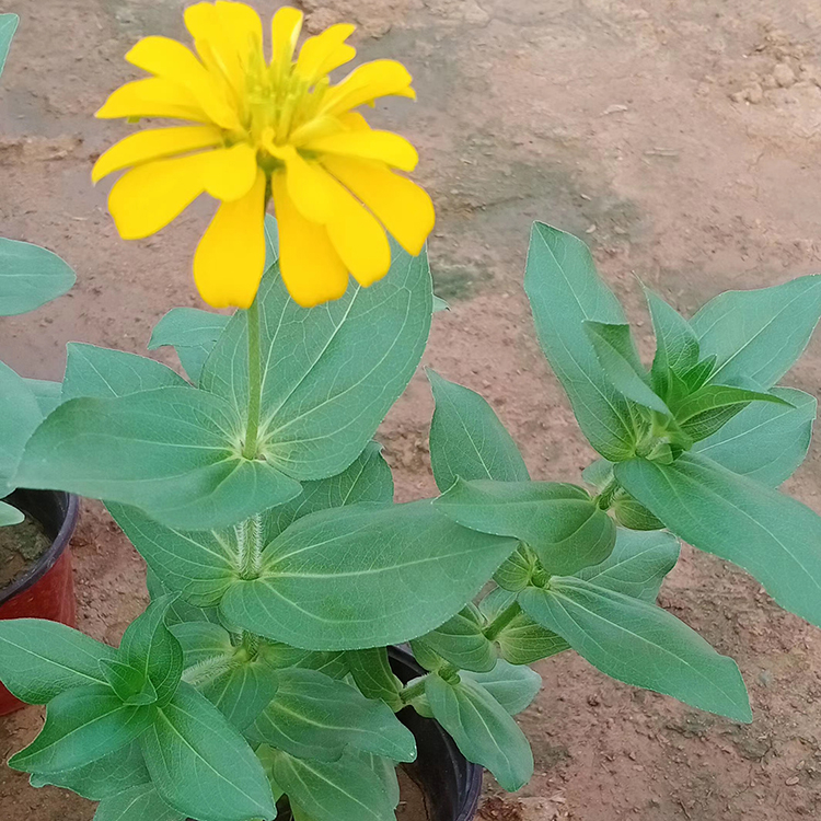 产地供应 百日草 百日草基地