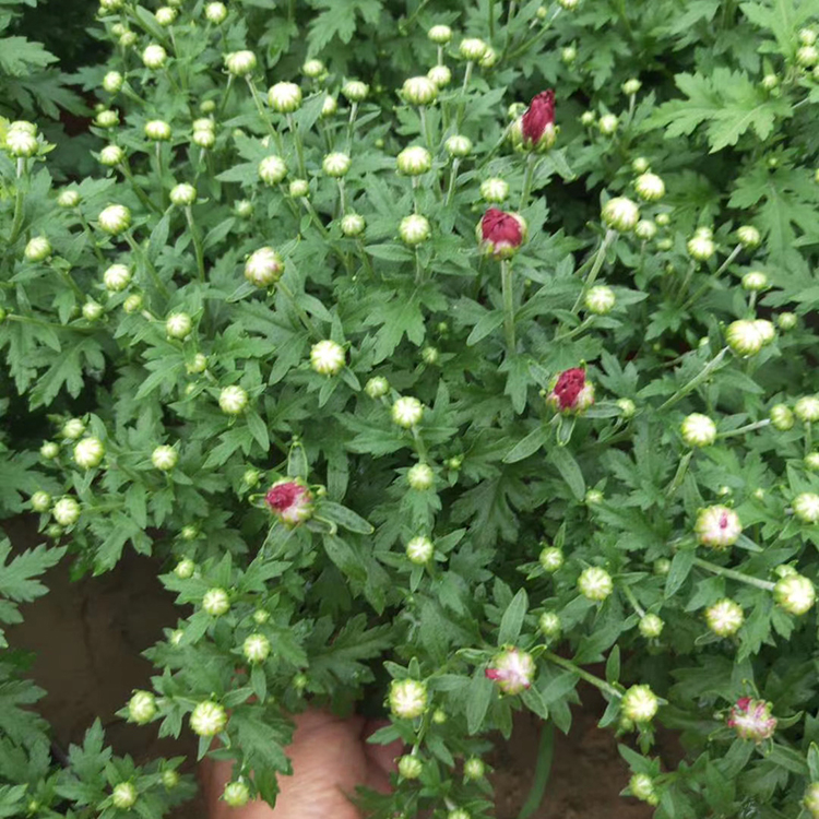 大盆国庆菊 山东国庆菊销售