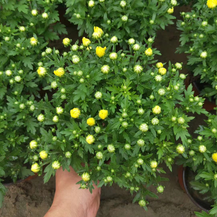 天卓花卉苗木 国庆菊盆栽 国庆菊基地
