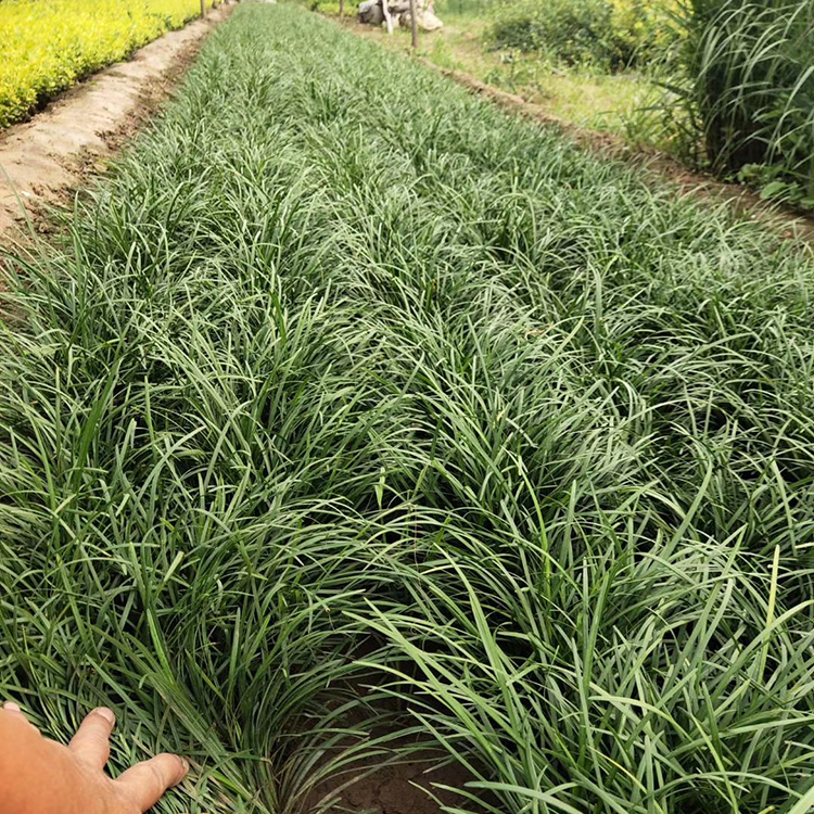 麦冬供货商 苗圃批发 山东草花 观赏草麦冬