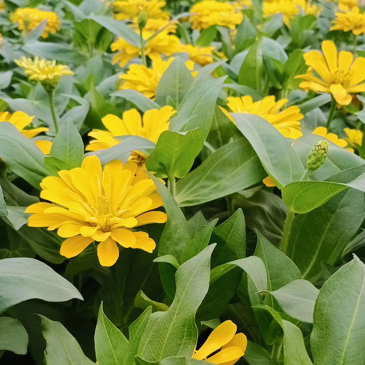 百日草 一年生草本 茎直立 高30-100cm