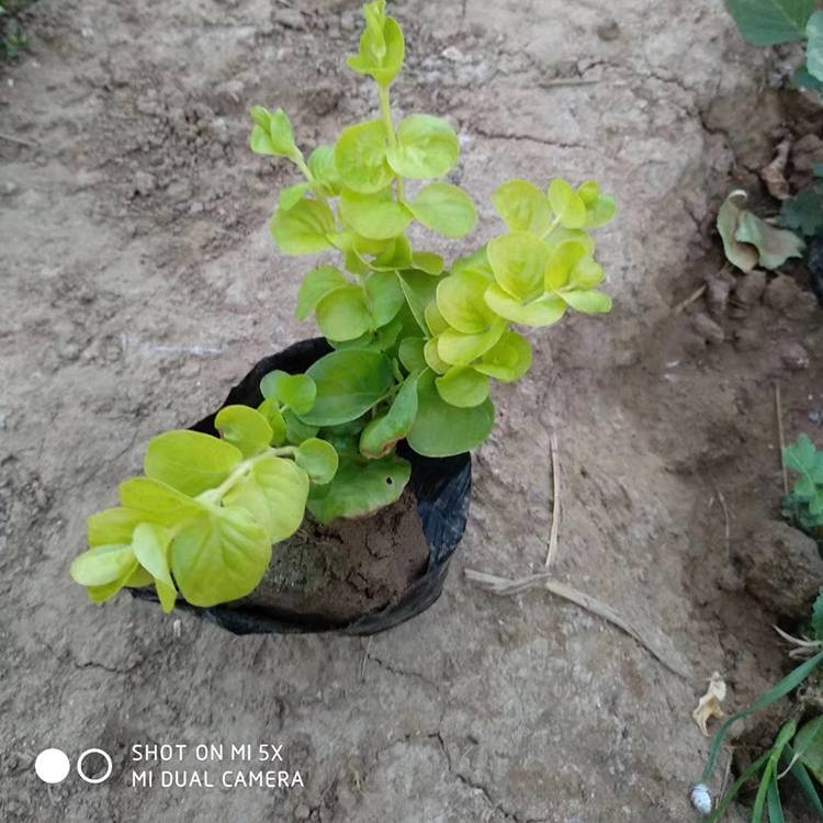 金叶过路黄种植基地 山东金叶过路黄