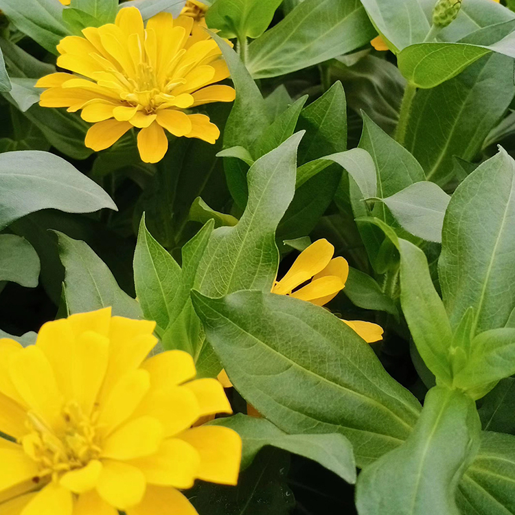 百日草 订购报价 百日草价格 青州草花