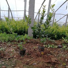 格圣花卉大量供应  金森女贞报价  植株强健