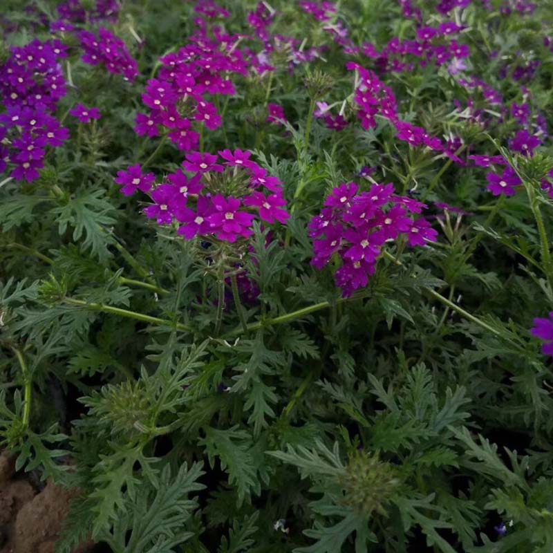 花卉租摆美女樱    美女樱报价  美女樱种植基地