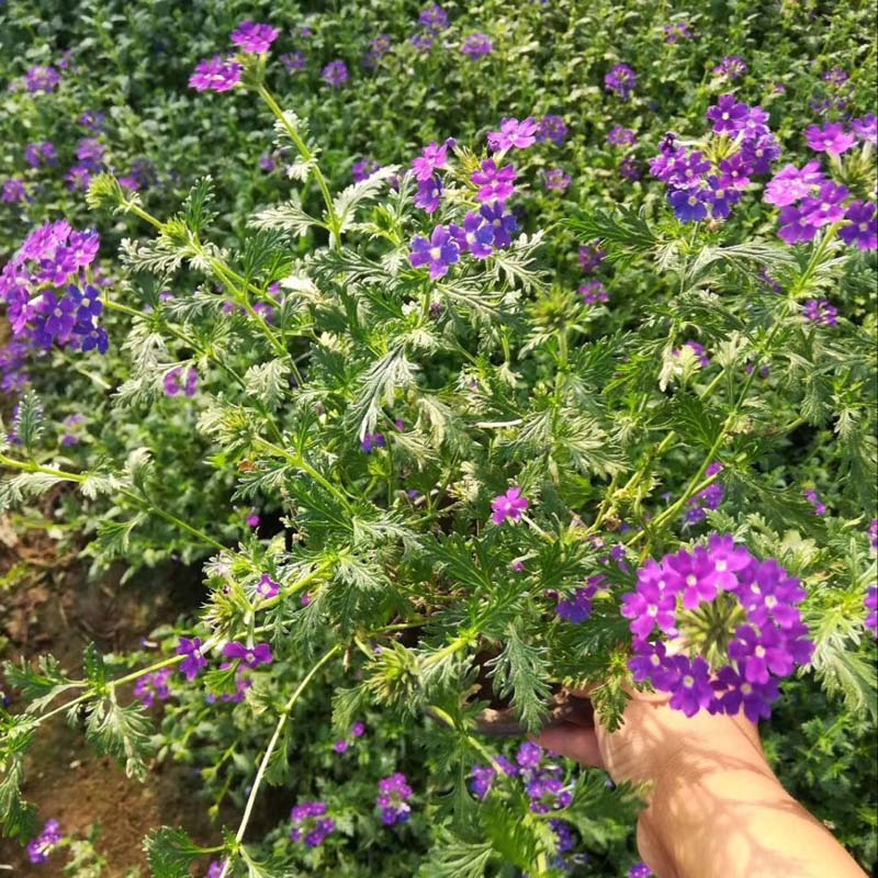 街道观赏花海美女樱    美女樱价格  大量供应美女樱