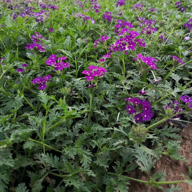 节日花卉造型用花    细叶美女樱直销  美女樱种植基地