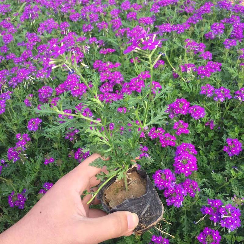 美女樱种植基地 细叶美女樱供应  花色丰富