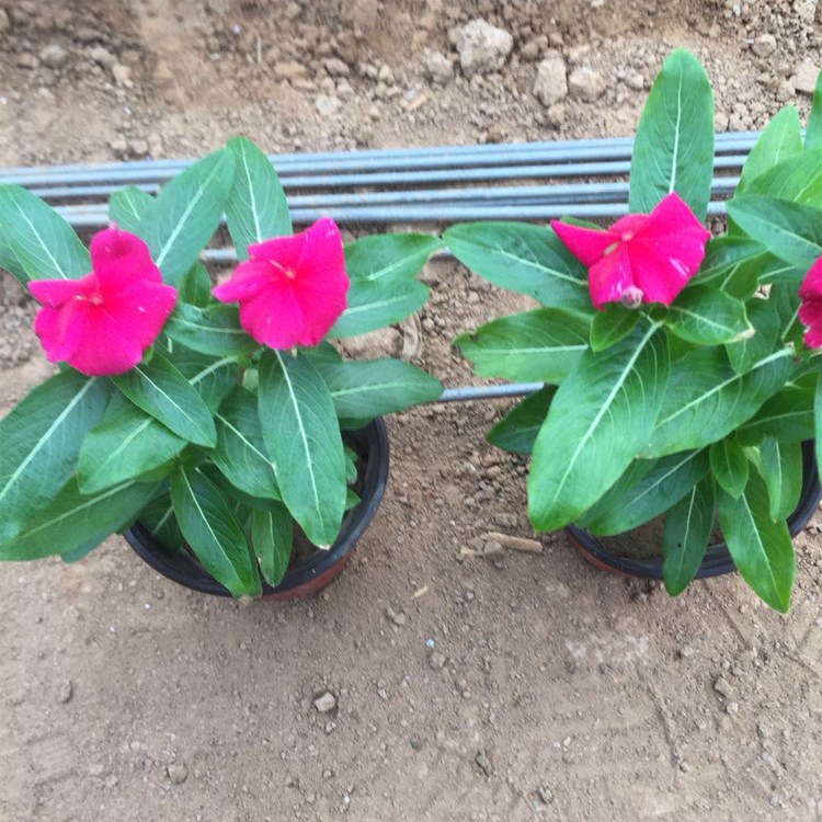 长春花  日日新基地  青州长春花  