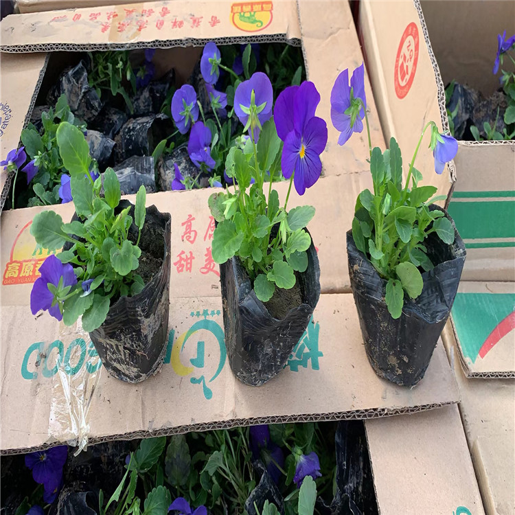 角堇 江苏角堇基地供应 江苏角堇工程草花 江苏角堇批售报价
