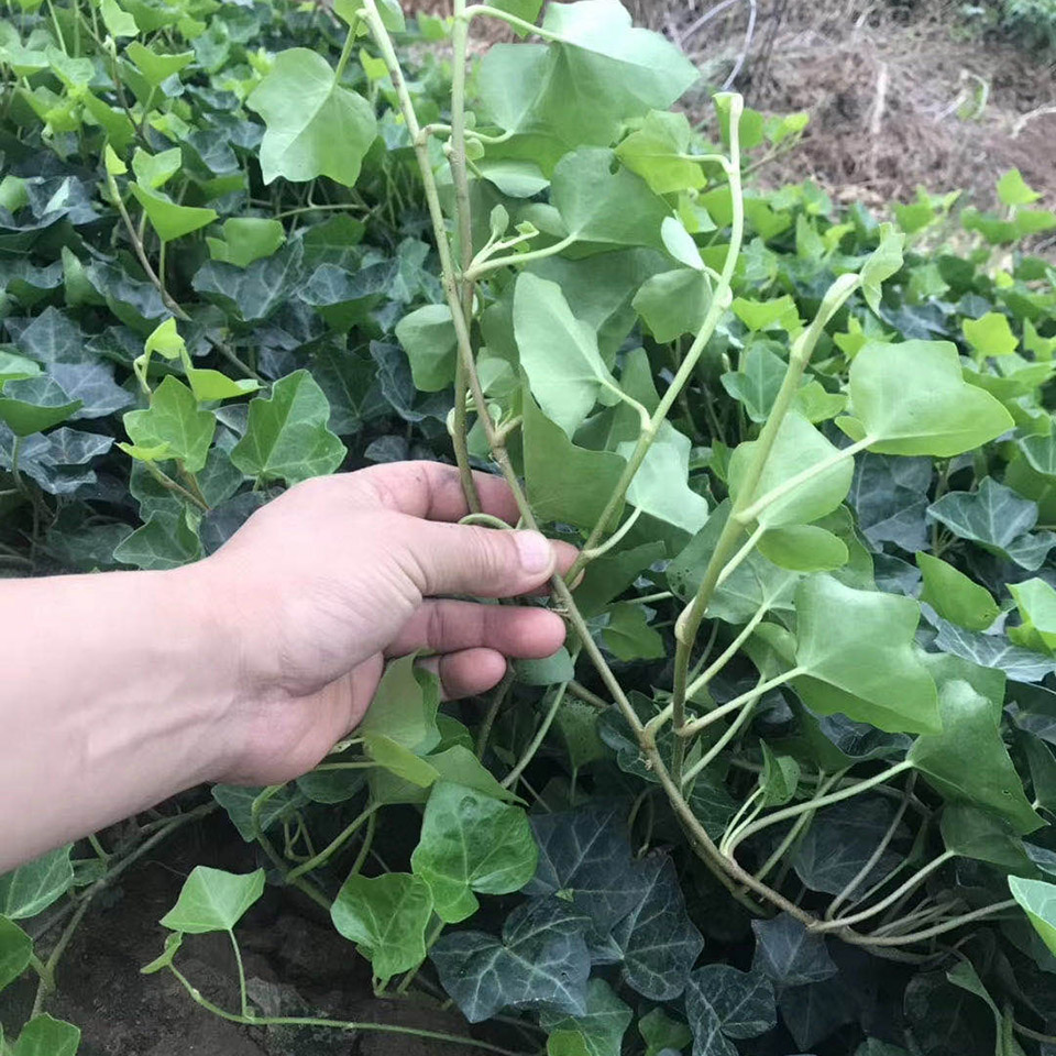 供应攀援植物 常青藤  常青藤批发  常青藤基地直发