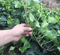 供应攀援植物 常青藤  常青藤批发  常青藤基地直发