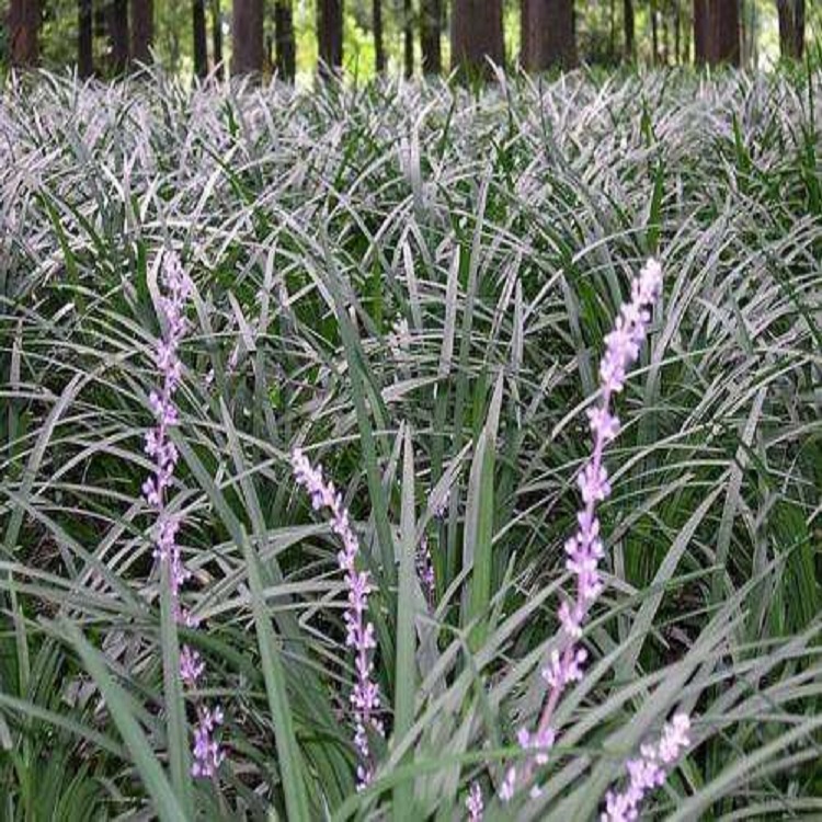青泰  四季常绿兰花三七  兰花三七种植基地