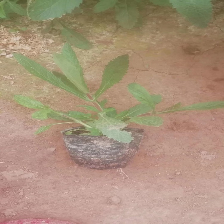 供应马鞭草 马鞭草种植基地 欢迎咨询