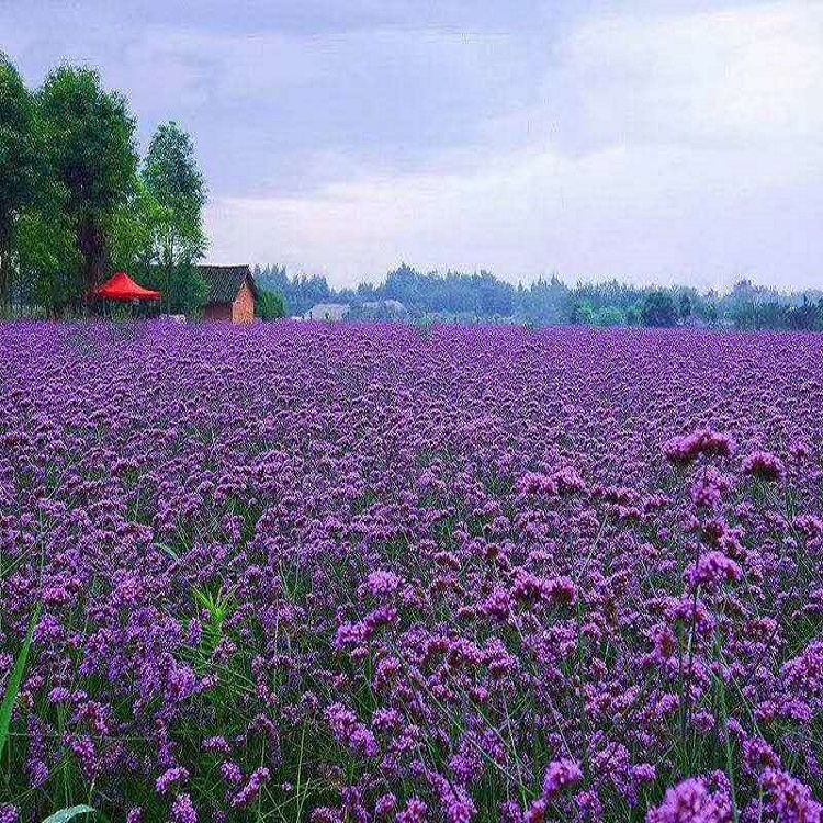 销售柳叶马鞭草 柳叶马鞭草小苗 欢迎咨询