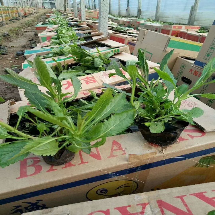 长期供应柳叶马鞭草 柳叶马鞭草批发 致电询价