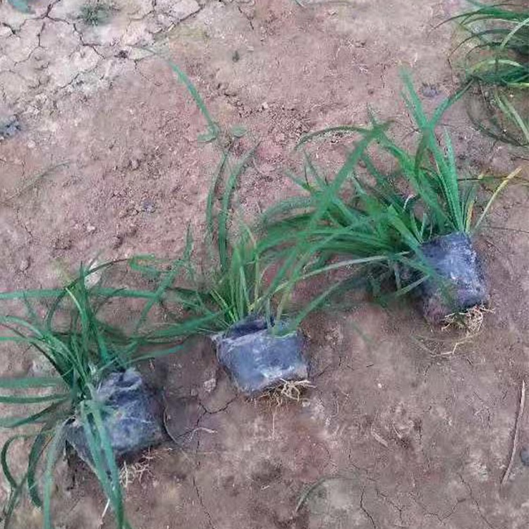 青泰  盆栽观赏兰花三七  兰花三七批发