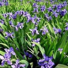 出售兰花三七 兰花三七小苗 基地售卖