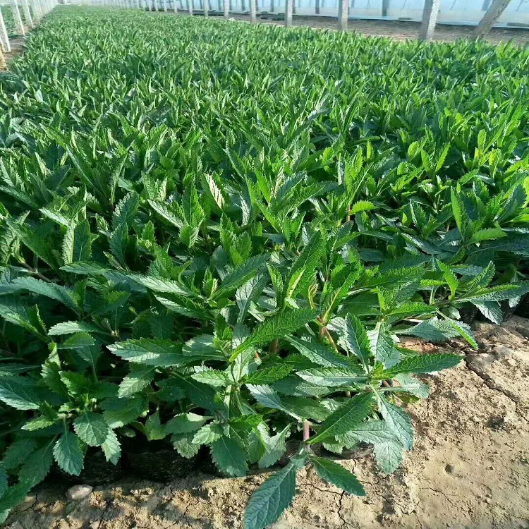 青州马鞭草 马鞭草批发 欢迎咨询