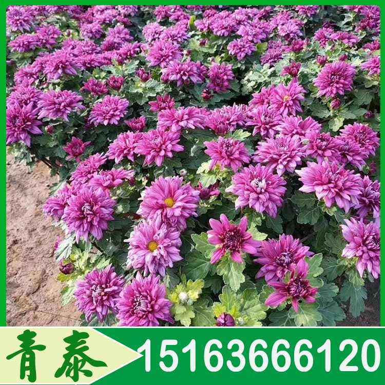 长期供应国庆菊 国庆菊报价 价格合理