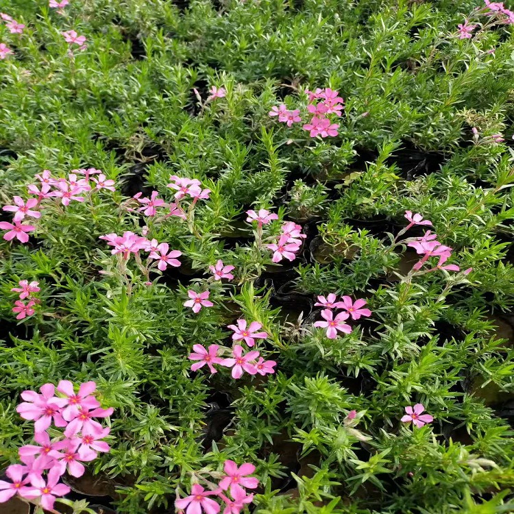销售马鞭草 马鞭草基地 欢迎咨询