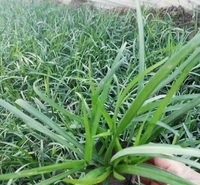 青泰  四季常绿兰花三七  兰花三七批发