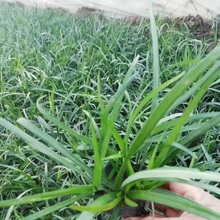 青泰  四季常绿兰花三七  兰花三七批发