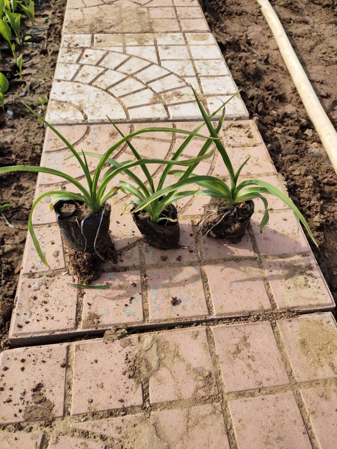 山东金娃娃萱草 金娃娃萱草种植基地 欢迎咨询