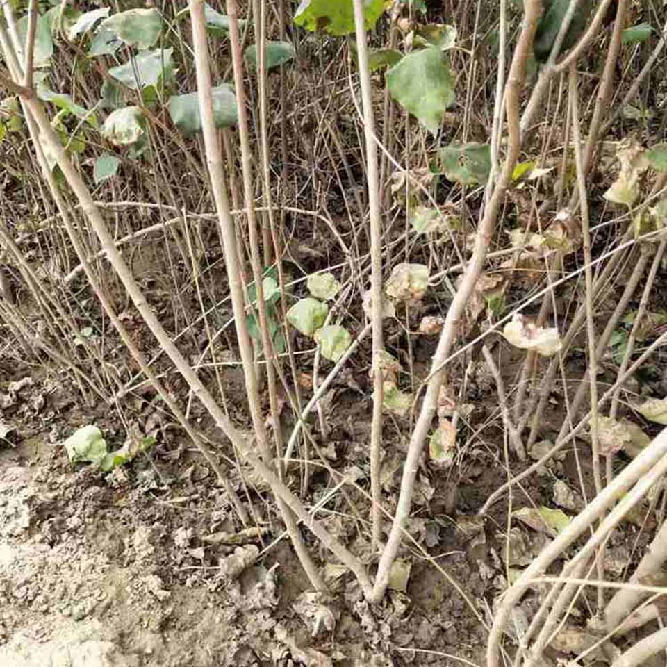 销售卫矛 卫矛价格 苗圃出售