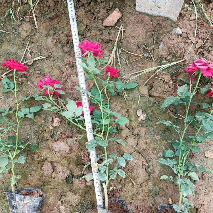 大花月季小苗培育   开花时间长 园林美化用树苗  香气扑鼻