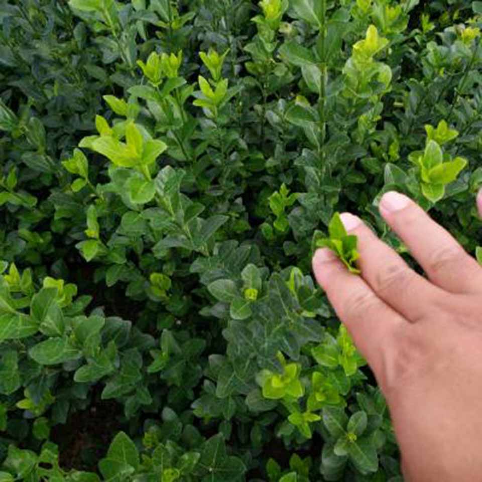 青州卫矛 卫矛种植基地 量大从优