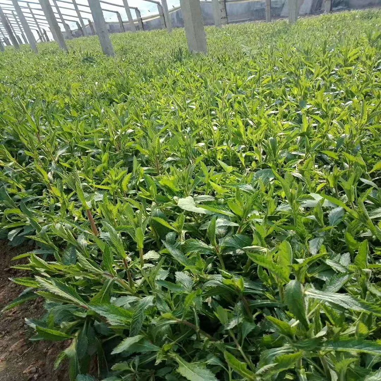 山东马鞭草 马鞭草价格 量大从优
