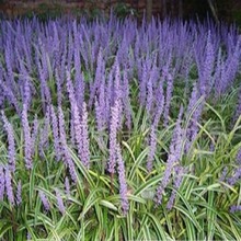 兰花三七 兰花三七花苗 青泰长期供应兰花三七小苗