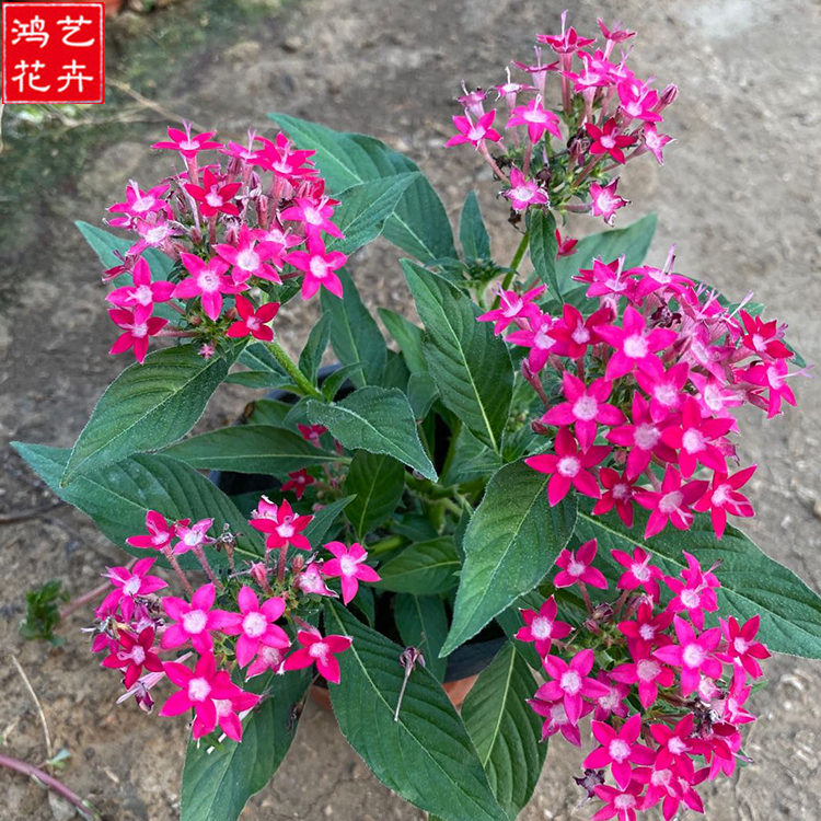 繁星花报价 繁星花 基地种植