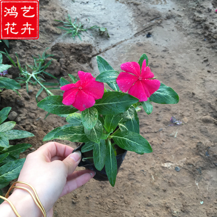 天天开 长春花批发商 绿化工程用苗 苗圃批发