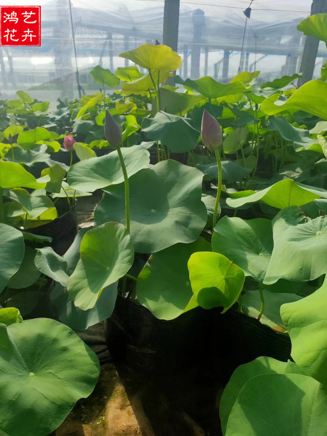 开花荷花 山东荷花种植基地