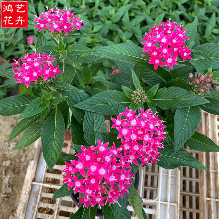 繁星花报价 草花 鸿艺花卉